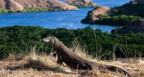 Tips Aman Berkunjung ke Pulau Komodo